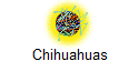 Chihuahuas