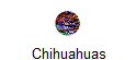 Chihuahuas